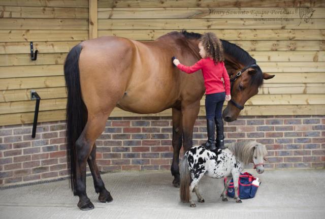 Equine photography mixed with fun family photos