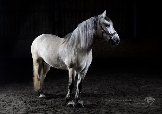 Hardy Highland horse photos in a studio setting