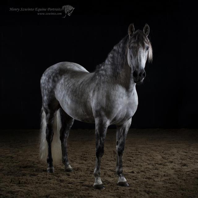 Iberian Champion horse photos in a studio setting