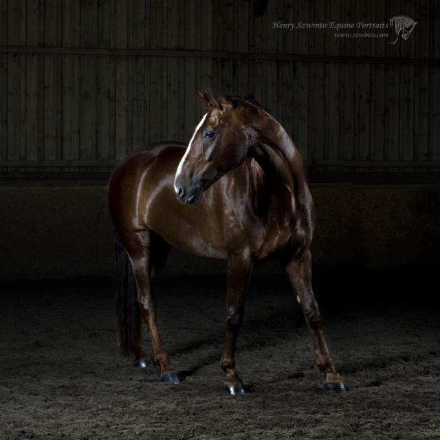 horse photos in a studio setting can make a coat shine