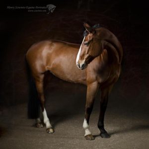 Eventer Equine studio horse portrait in the New Forest Hampshire Equestrian Dressage Eventing