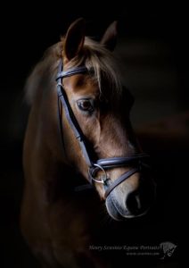 New Forest Pony Equine studio horse portrait in the New Forest Hampshire Equestrian Dressage Eventing