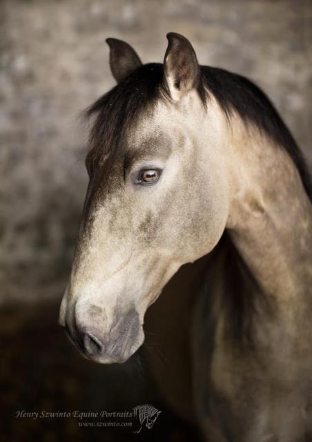 Dressage Lasseter stud Equine studio horse portrait in the New Forest Hampshire Equestrian