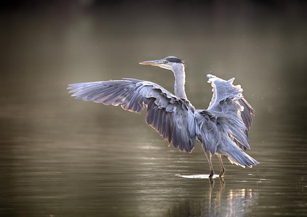 Grey Heron by Hampshire photographer Henry Szwinto