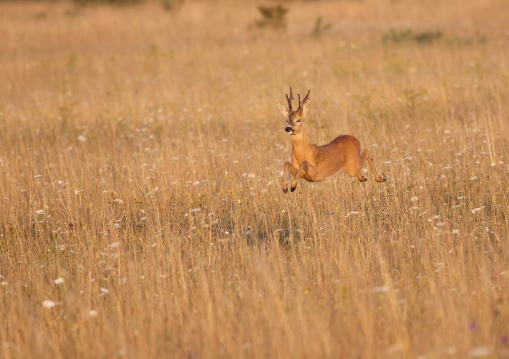 This won a FIAP ribbon for Hampshire photographer Henry Szwinto