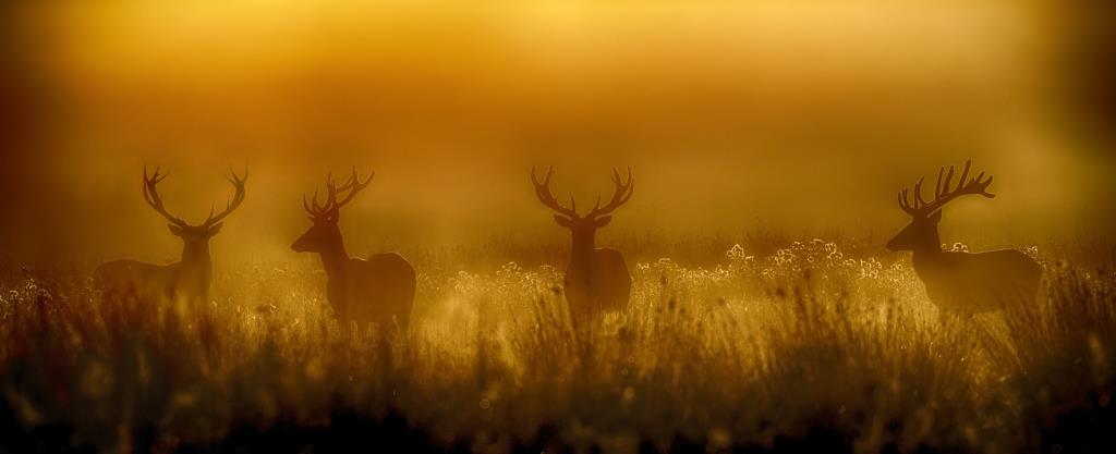 Red deer stags in the New Forest by Hampshire photographer Henry Szwinto
