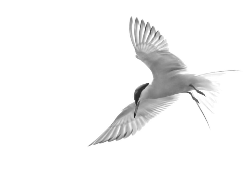 Hampshire photographer Henry Szwinto loves to photograph terns