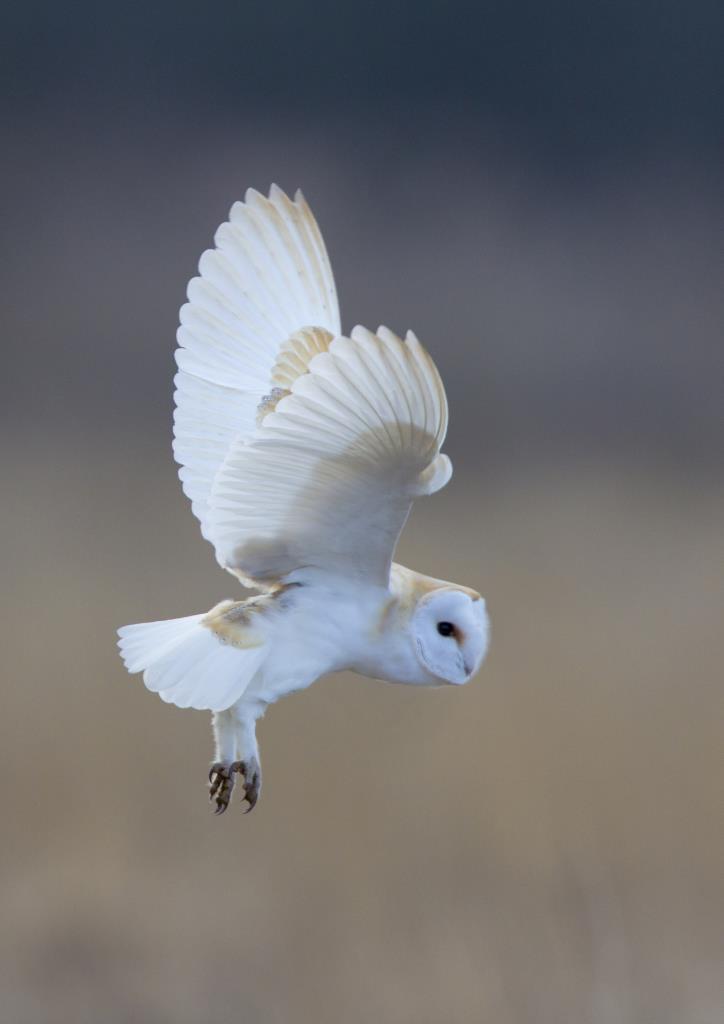 Barn owl hunting at day time by Hampshire photographer Henry Szwinto