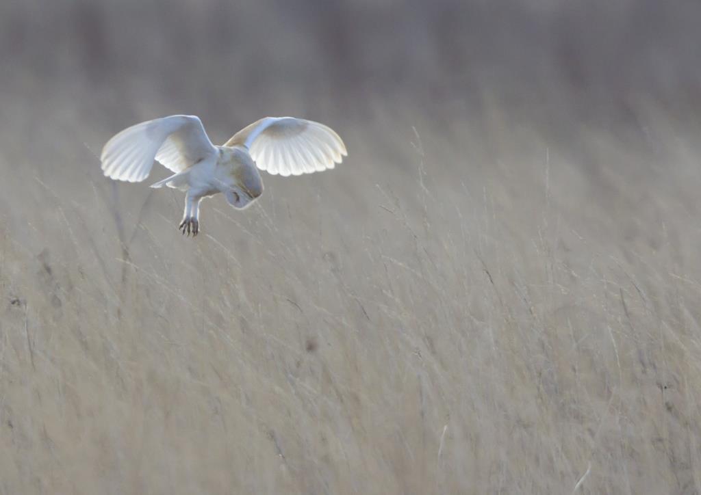 Barn Owl by Hampshire photographer Henry Szwinto