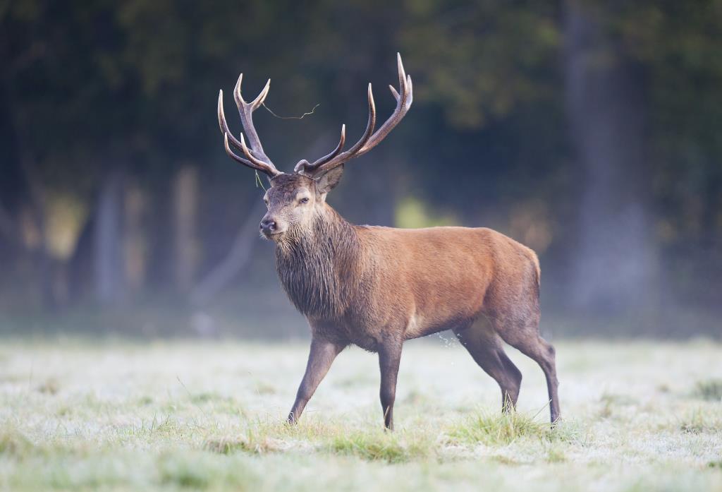 Rutting Stag by Hampshire photographer Henry Szwinto