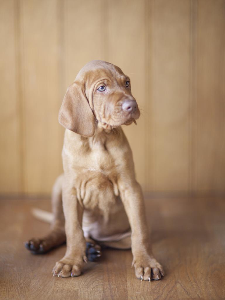 Vizsla puppy by Hampshire Photographer Henry Szwinto