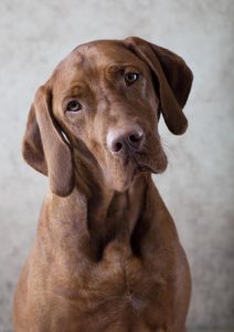 Vizsla dog portrait puppy photography