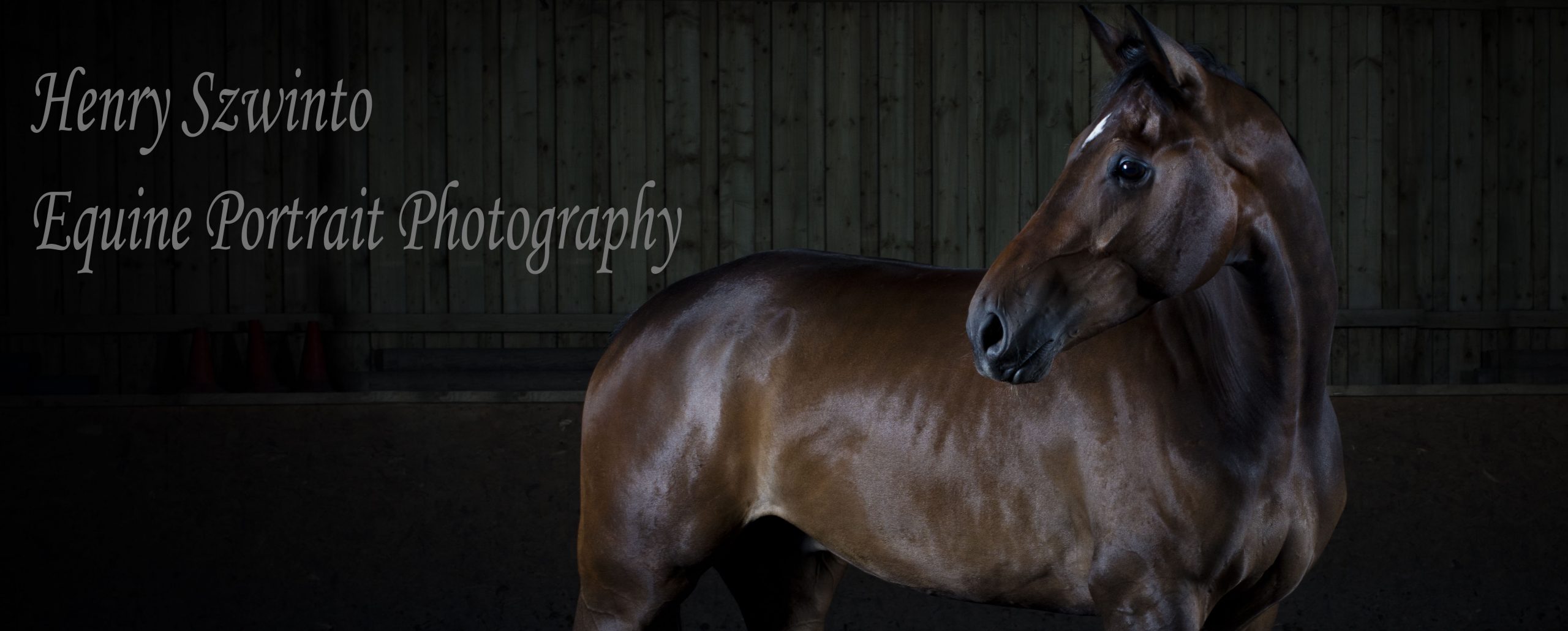 Dressage Lasseter stud Equine studio horse portrait in the New Forest Hampshire Equestrian