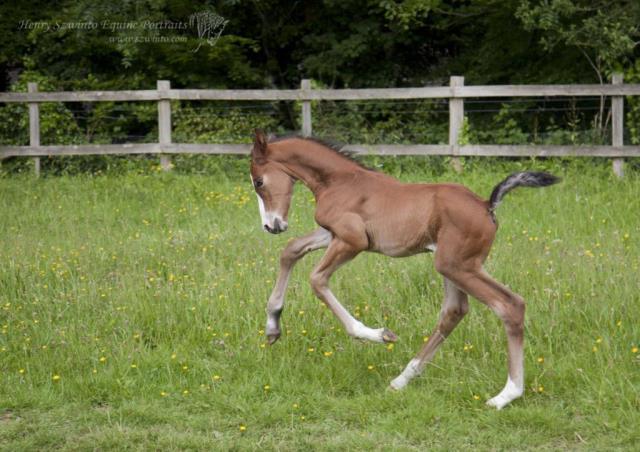 Dressage Lasseter stud Equine studio horse portrait in the New Forest Hampshire Equestrian Foal