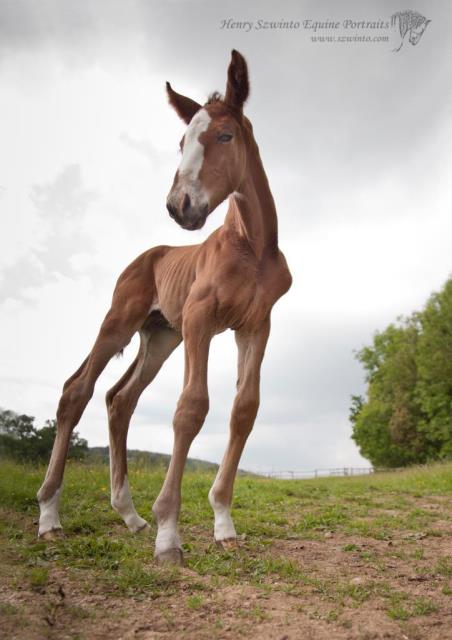 Foal Dressage Lasseter stud Equine studio horse portrait in the New Forest Hampshire Equestrian