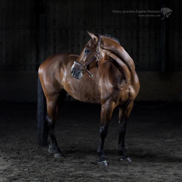 Dressage Lasseter stud Equine studio horse portrait in the New Forest Hampshire Equestrian