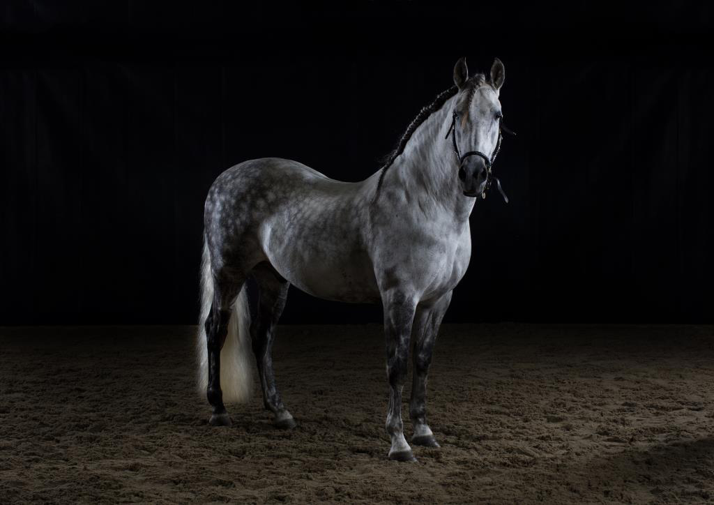 Iberian Class Champion New Fores Show Lusitano Equine Dressage studio horse portrait in the New Forest Hampshire Equestrian