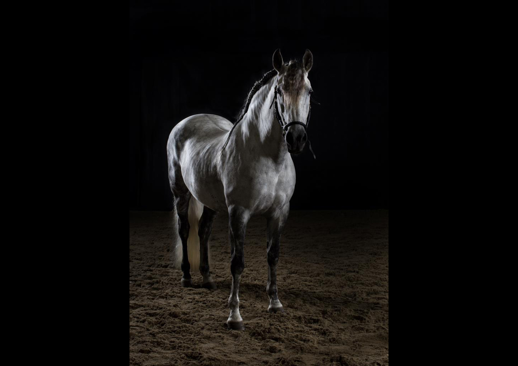 Iberian Class Champion New Fores Show Lusitano Equine Dressage studio horse portrait in the New Forest Hampshire Equestrian