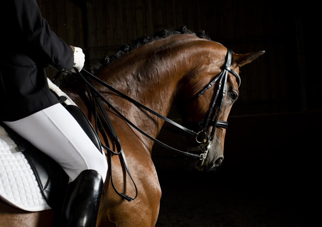 Dressage Rider Lasseter stud Equine studio horse portrait in the New Forest Hampshire Equestrian