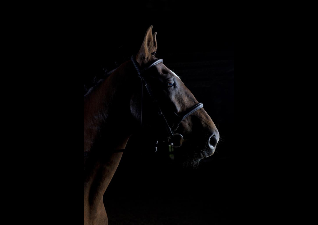 Eventer Equine studio horse portrait in the New Forest Hampshire Equestrian Dressage Eventing