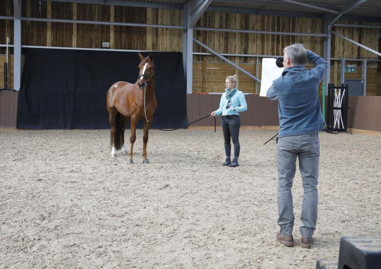 Equine Photography in the New Forest