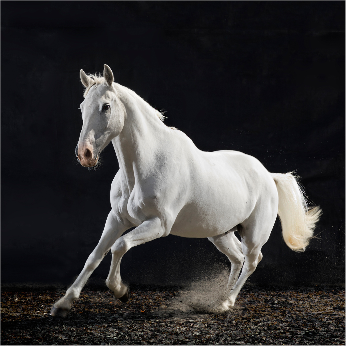 horse portrait photography equine portrait