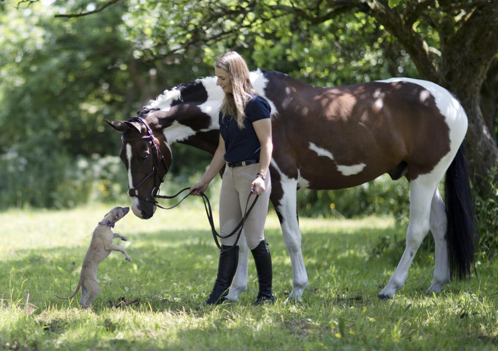 whippet dog and horse portrait photography new forest hampshire