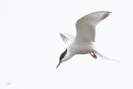 Tern at Pennington Marshes