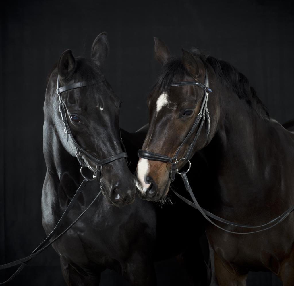 horse photos using a bit of digital art