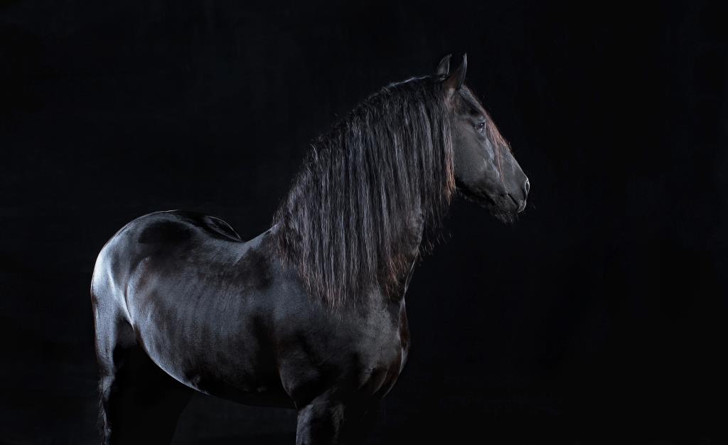 Dramatic horse photos in a studio setting