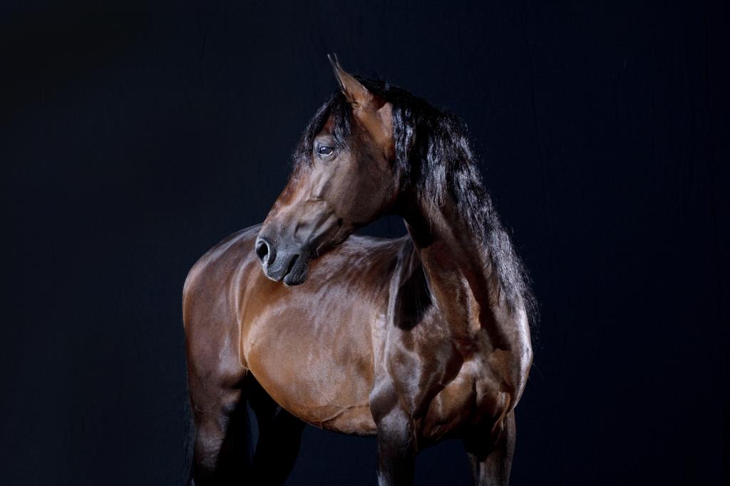 Dutch Warmblood horse photos in a studio setting