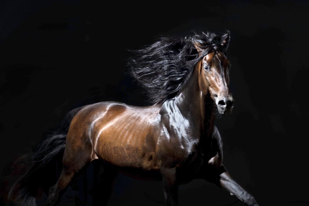 Free Jumping horse photos in a studio setting