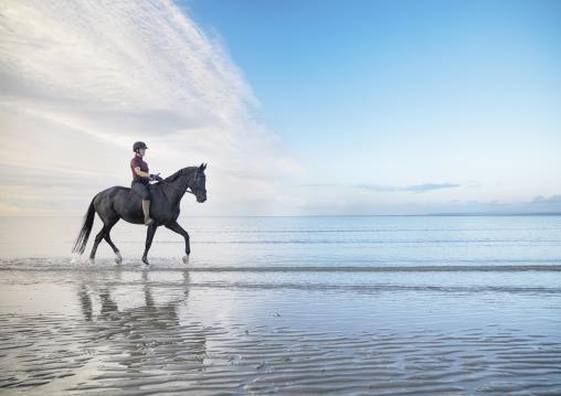 Working horse photos in a studio