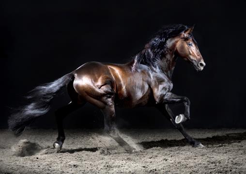 horse photos in a studio setting