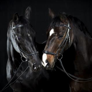 horse photos using a bit of digital art